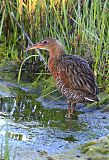 Ridgway's Rail